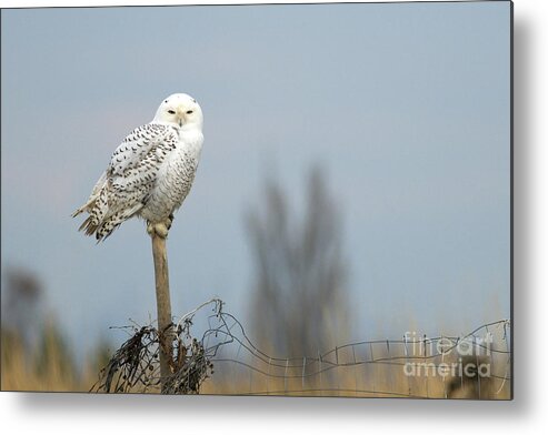 Snowy Owl Metal Print featuring the photograph Snowy Owl on Fence Post 2 by Sharon Talson