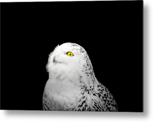 Animal Metal Print featuring the photograph Snowy Owl by Peter Lakomy