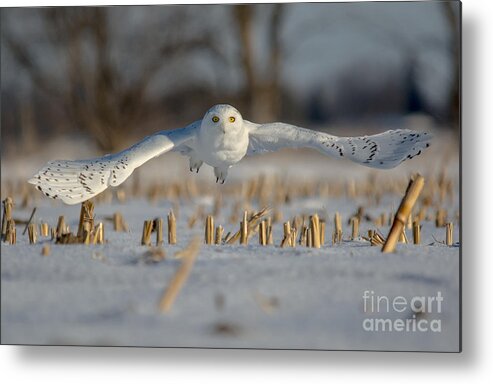 Field Metal Print featuring the photograph Snowy Owl Wingspan by Cheryl Baxter