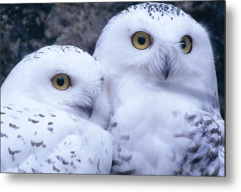 Snowy Owls Metal Print featuring the photograph Snowy Owls by Paal Hermansen