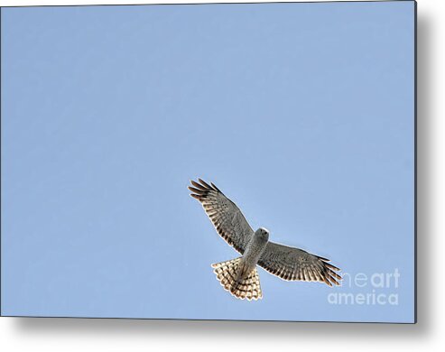 Snowy White Owl Metal Print featuring the photograph Snowy white owl flying overhead by Dan Friend