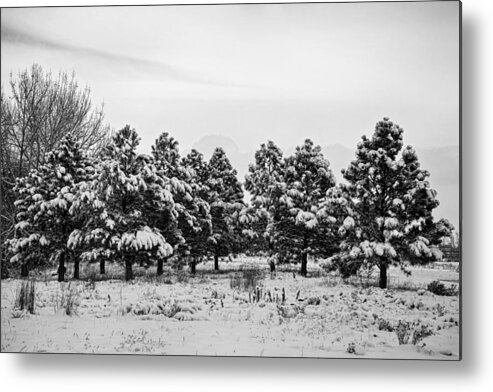 Snow Metal Print featuring the photograph Snowy Winter Pine Trees In Black and White by James BO Insogna