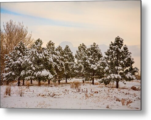 Snow Metal Print featuring the photograph Snowy Winter Pine Trees by James BO Insogna