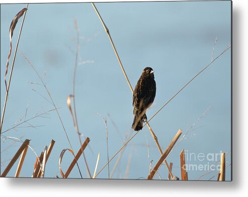 Bird Metal Print featuring the photograph Soaking in the sun by Laurianna Taylor