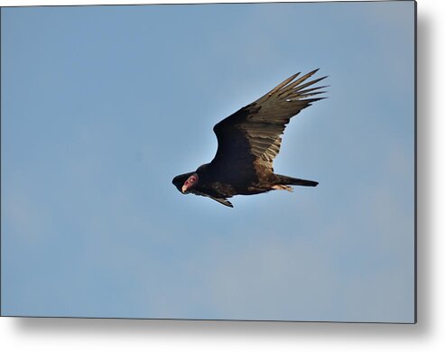 Vulture Metal Print featuring the photograph Soaring by David Porteus