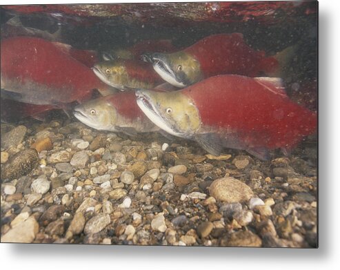 Actinopterygii Metal Print featuring the photograph Sockeye Salmon Spawning by F. Stuart Westmorland
