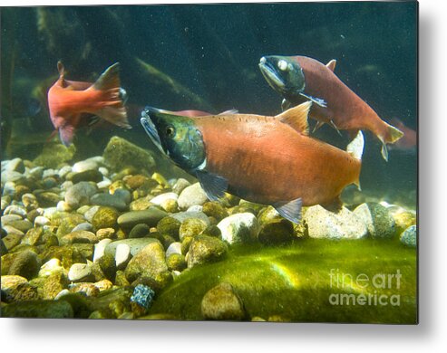 Nature Metal Print featuring the photograph Sockeye Salmon Spawning by William H. Mullins