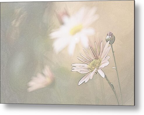 Flowers Metal Print featuring the photograph Soft Aster by Tammy Schneider