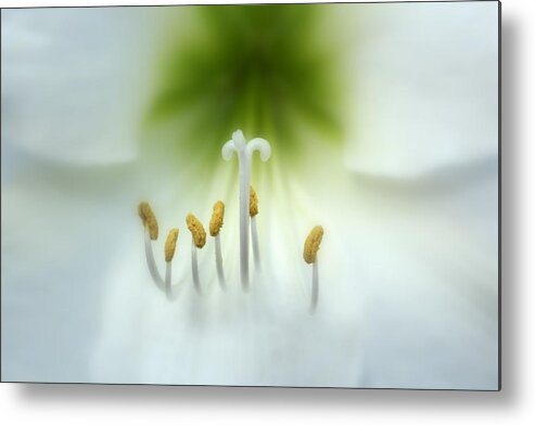 Nature Metal Print featuring the photograph Soft Beauty by Lynn Sprowl