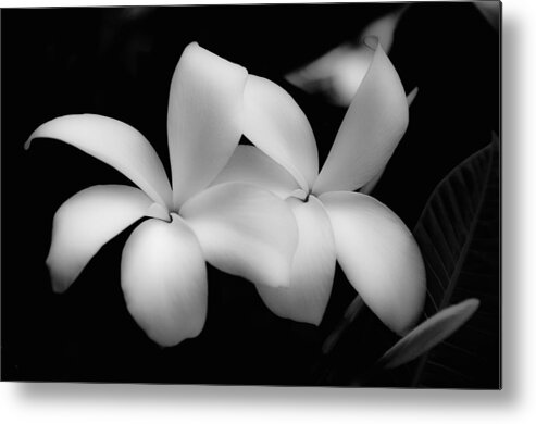 Floral Metal Print featuring the photograph Soft Floral Beauty by Ron White