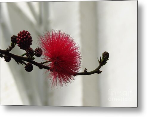 Flower Metal Print featuring the photograph Soft Pink by Anita Adams