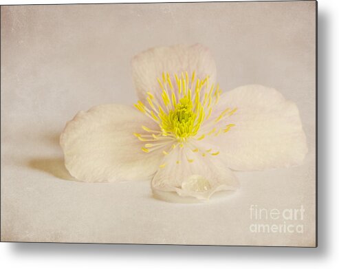 Anniversary Metal Print featuring the photograph Soft Pink Flower by Svetlana Sewell
