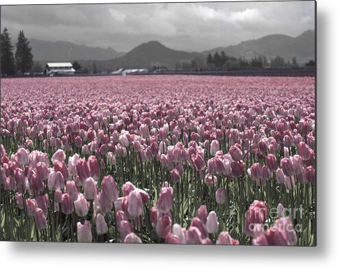 Tulips Metal Print featuring the photograph Soft Pink Tulips by Louise Magno