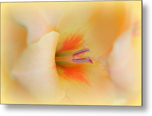 Flower Metal Print featuring the photograph Softly It Speaks by Kim Galluzzo