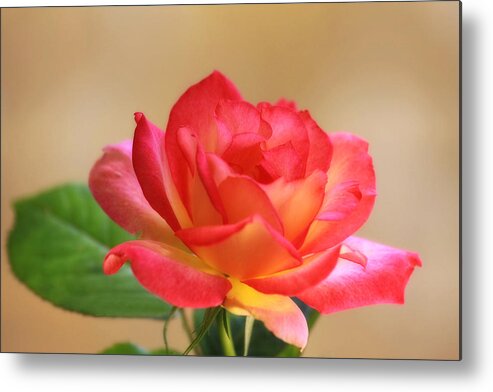 Flower Metal Print featuring the photograph Solitare by Joan Bertucci