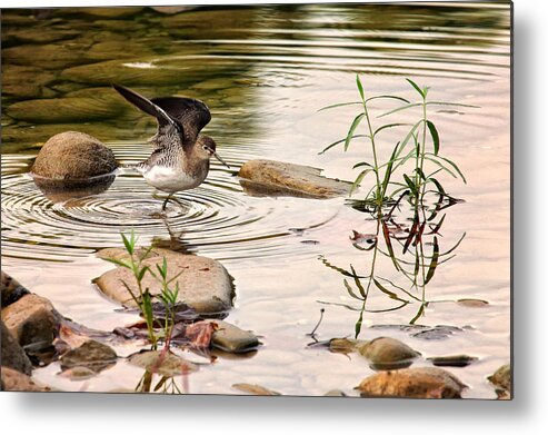 Solitary Sandpiper Metal Print featuring the photograph Solitary Sandpiper in Buffalo National River by Michael Dougherty