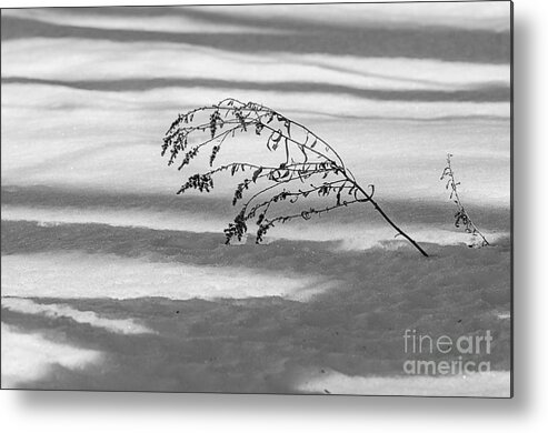 Snow Metal Print featuring the photograph Solitude by JT Lewis