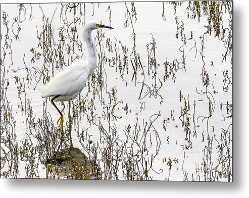 Bird Metal Print featuring the photograph Solitude by Kate Brown