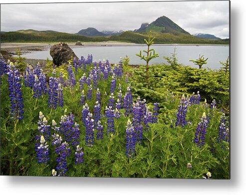 Alaska Metal Print featuring the photograph Solitude by Scott Slone