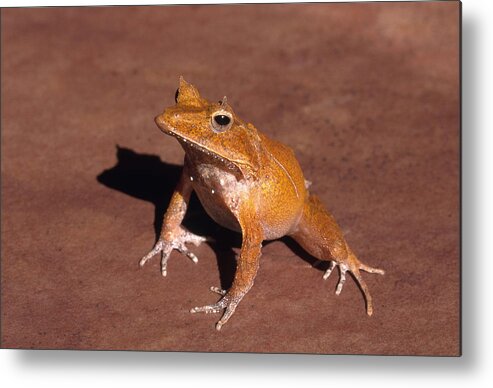 Amphibia Metal Print featuring the photograph Solomon Islands Horned Frog by Karl H. Switak