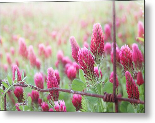 Clover Metal Print featuring the photograph Somewhere Only We Know by Amy Tyler