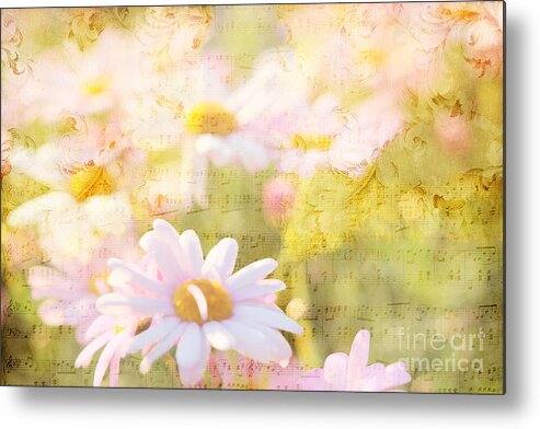 Daisy Metal Print featuring the photograph Song of Spring I - Lovely Soft Pink Daisies by Beverly Claire Kaiya