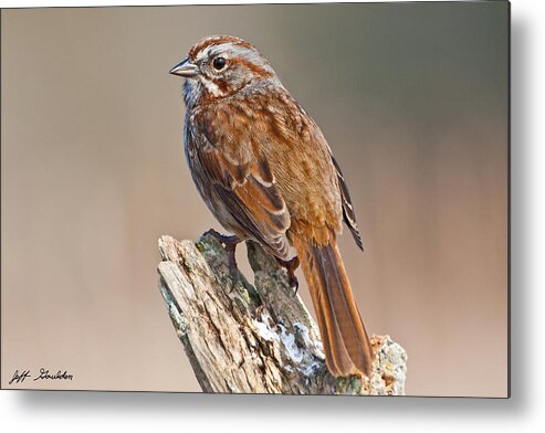 Animal Metal Print featuring the photograph Song Sparrow on a Driftwood Perch by Jeff Goulden