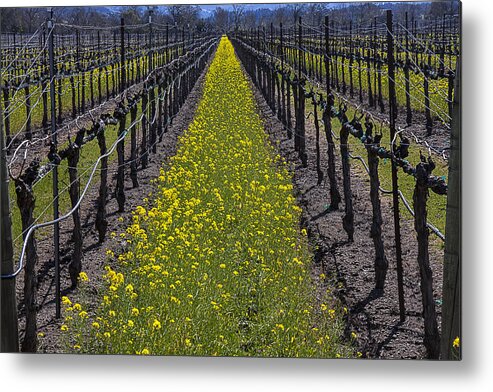 Mustard Grass Metal Print featuring the photograph Sonoma Mustard Grass by Garry Gay