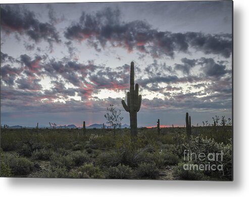 Saguaro Cactus Metal Print featuring the photograph Sonoran Desert Sunrise by Tamara Becker