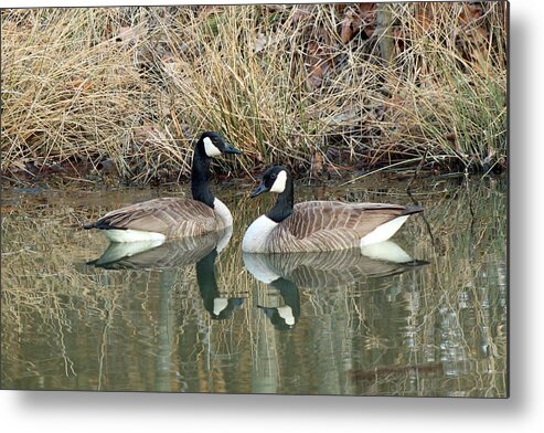 Canadian Geese Metal Print featuring the photograph Soul Mate by Lorna Rose Marie Mills DBA Lorna Rogers Photography