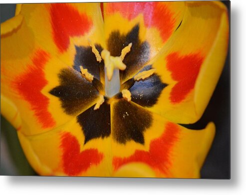 Tulip Called Yellow Metal Print featuring the photograph Soul of a tulip by Sonali Gangane