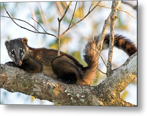 South American Coati Metal Print featuring the photograph South American Coati by Tony Camacho/science Photo Library