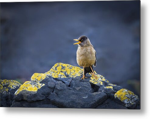 Carcass Island Metal Print featuring the photograph Southern Austral Thrush, Falkland by John Shaw
