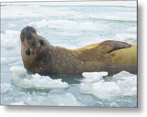 00345893 Metal Print featuring the photograph Southern Elephant Seal Reclining by Yva Momatiuk John Eastcott