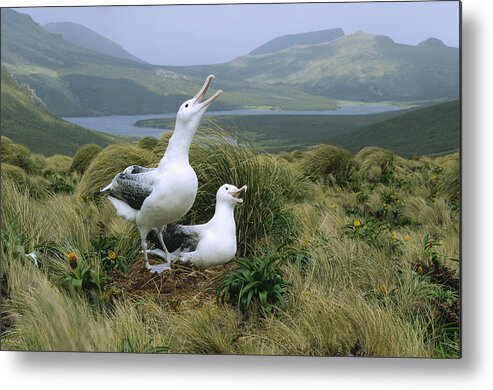 Feb0514 Metal Print featuring the photograph Southern Royal Albatrosses At Nest by Konrad Wothe
