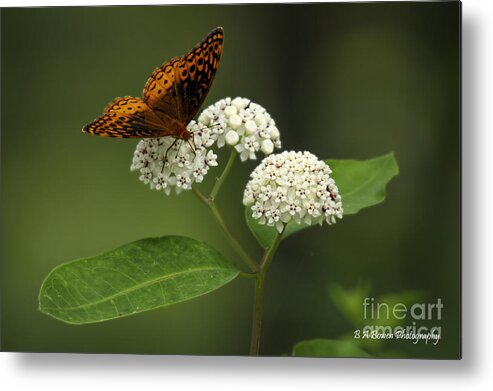 Spangled Fritillary Metal Print featuring the photograph Spangled Fritillary by Barbara Bowen
