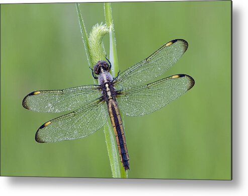 535851 Metal Print featuring the photograph Spangled Skimmer Dragonfly by Steve Gettle