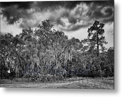 Electric Thunderstorms Metal Print featuring the photograph Spanish Moss and Clouds study by Silvio Ligutti