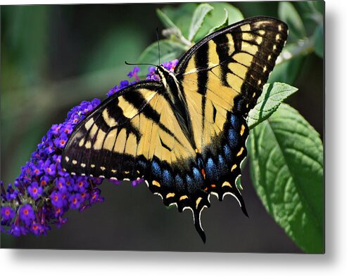 Eastern Tiger Swallowtail Metal Print featuring the photograph Sparkling Swallowtail by Leda Robertson