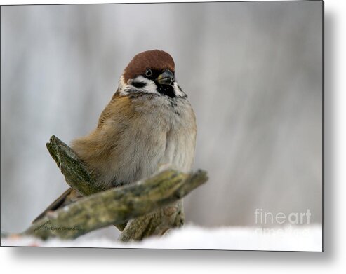 Beak Metal Print featuring the photograph Sparrow by Torbjorn Swenelius