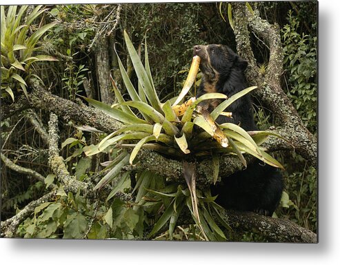 Feb0514 Metal Print featuring the photograph Spectacled Bear Feeding On Bromeliads by Pete Oxford