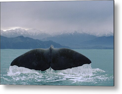 Feb0514 Metal Print featuring the photograph Sperm Whale Tail by Flip Nicklin
