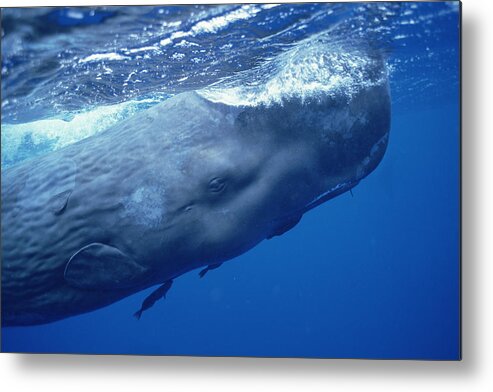 Feb0514 Metal Print featuring the photograph Sperm Whale With Remoras Dominica by Flip Nicklin