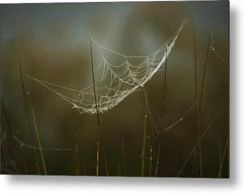 Spider Metal Print featuring the photograph Spider's trap by Pete Rems