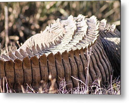 Animal Metal Print featuring the photograph Spike by Jessica Brown