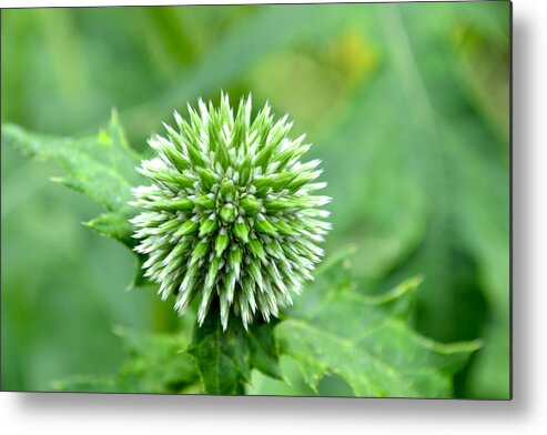 Flowers Metal Print featuring the photograph Spiked Out. by Ashley Fortier