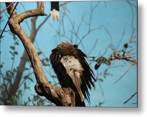 Birs Metal Print featuring the photograph Spiky bird by Denise Cicchella