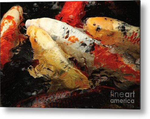 Koi Fish Metal Print featuring the photograph Splash of Koi Color by Veronica Batterson