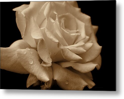 Rose Metal Print featuring the photograph Splendor Sepia Rose Flower by Jennie Marie Schell