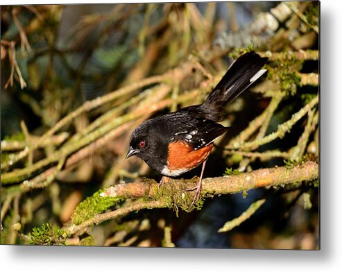 Nature Metal Print featuring the photograph Spotted Towhee by Kathy King